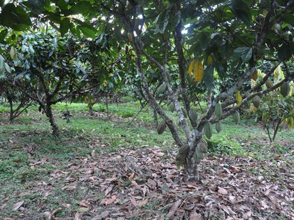 Organic cocoa monoculture research plot