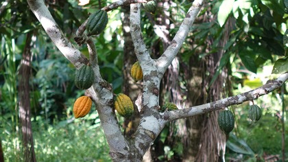 Cacao nacional boliviano