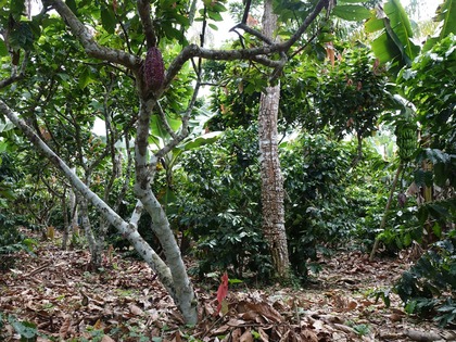 organic cocoa agroforestry research plot