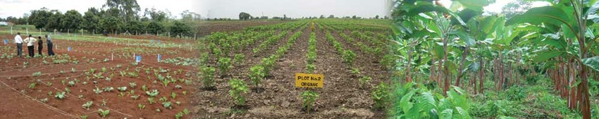 fields on red soil; stubble on fields with a sign in front saying 'organic', Agroforestry plot
