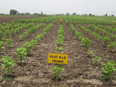 view of field plots