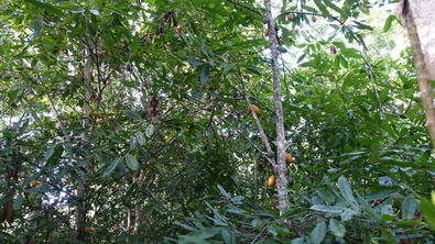 Cacao nacional boliviano without pruning