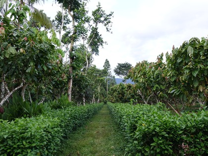 Cocoa production systems comparison trial